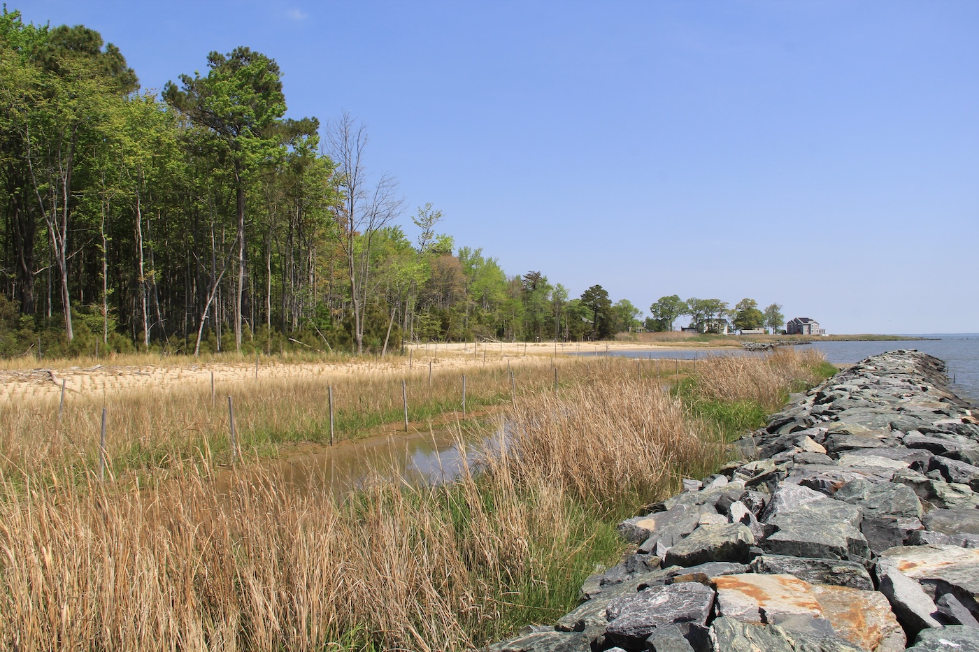 Forested shoreline, with grasses and rock sill at Franklin Point.